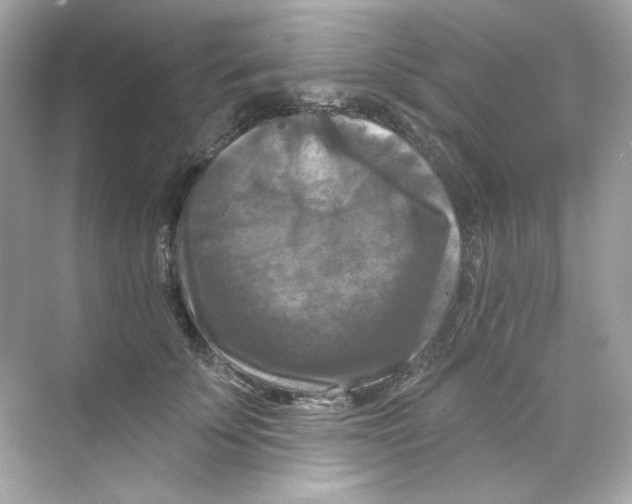 X0000069810707200606091835