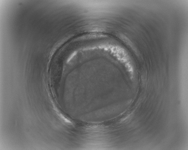 X0000069810721200606091834