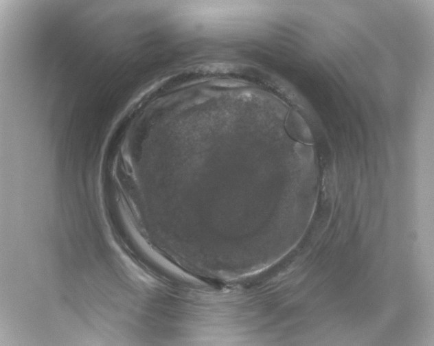 X0000069810722200606091834