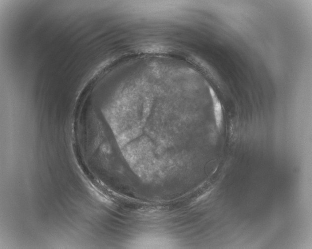 X0000069810725200606091834