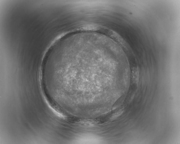 X0000069810726200606091834