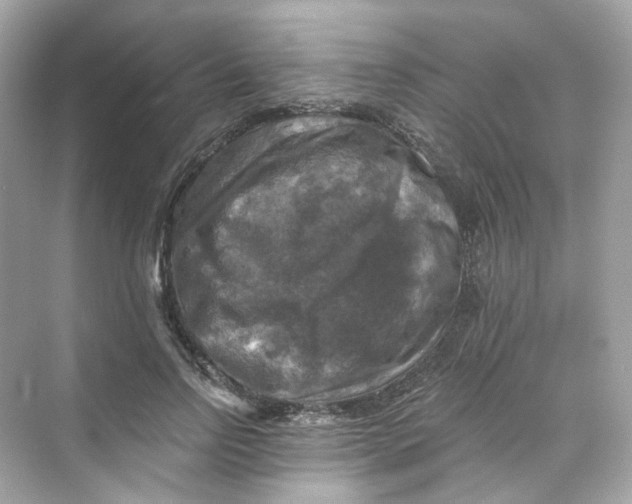 X0000069810742200606091834