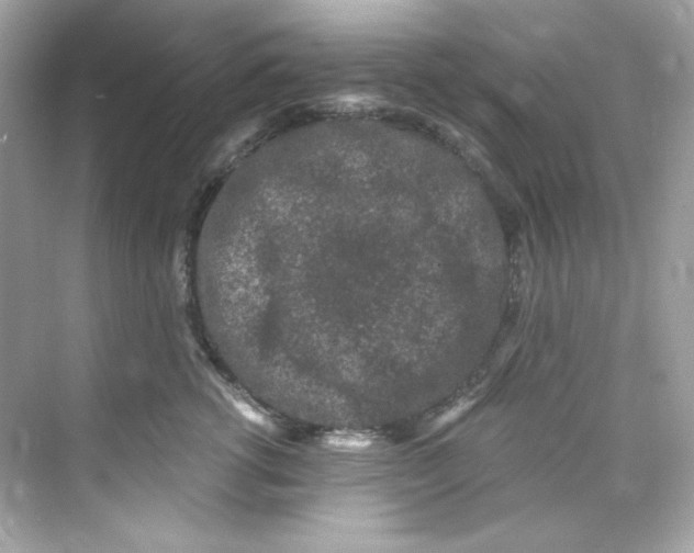 X0000069810762200606091835