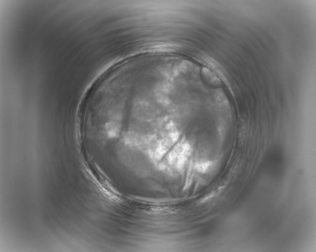 X0000069810835200606091833