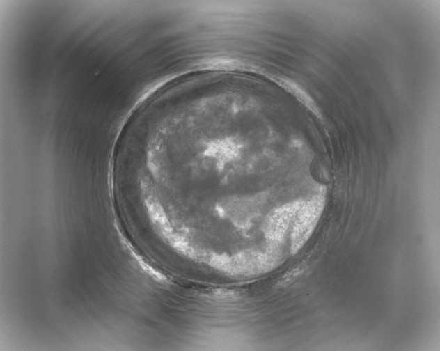 X0000069810839200606091833