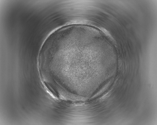 X0000069810846200606091833