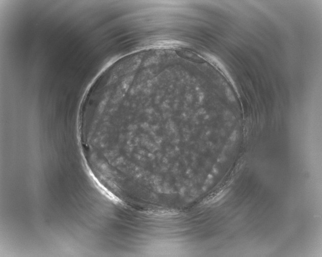 X0000069810851200606091833