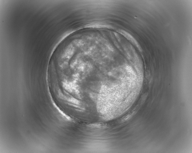 X0000069810855200606091833