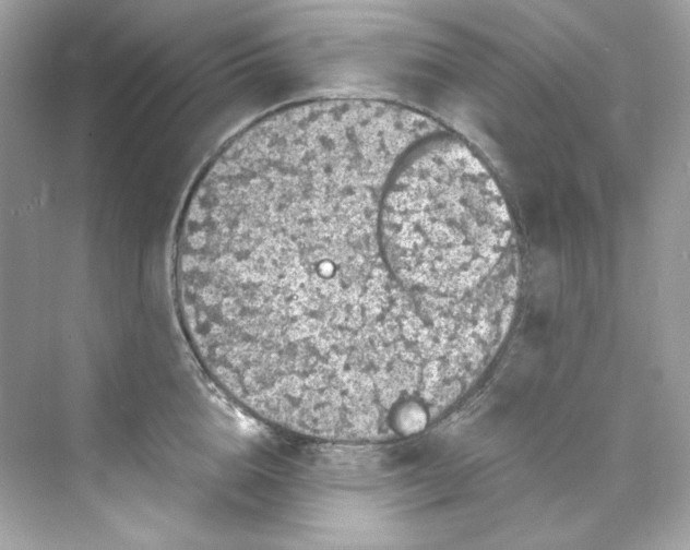 X0000069810856200606091833