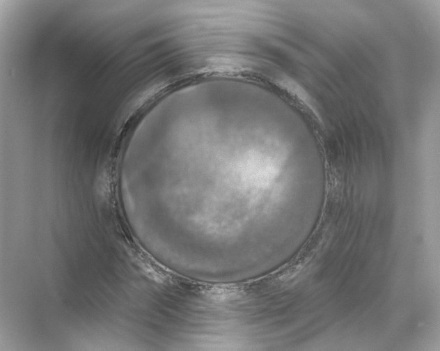 X0000069810874200606091832