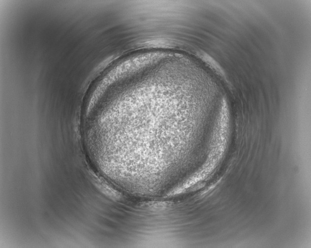 X0000069810930200606091831