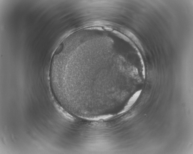 X0000069810954200606091831