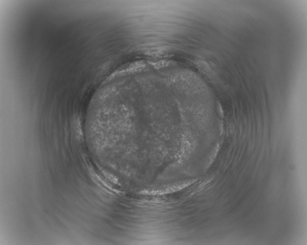 X0000069811106200606091827