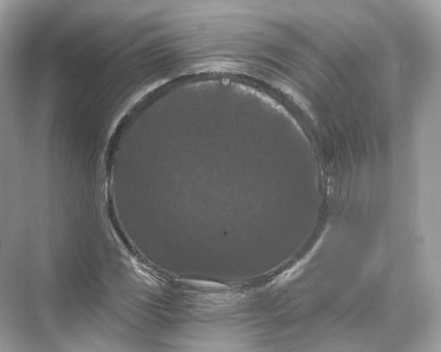 X0000069811117200606091828