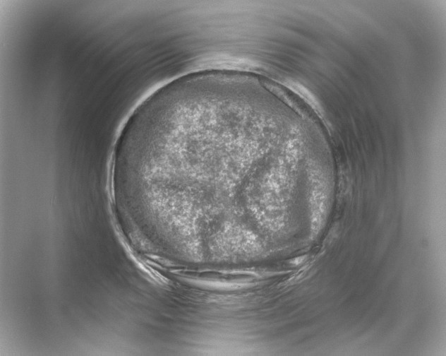 X0000069811128200606091828