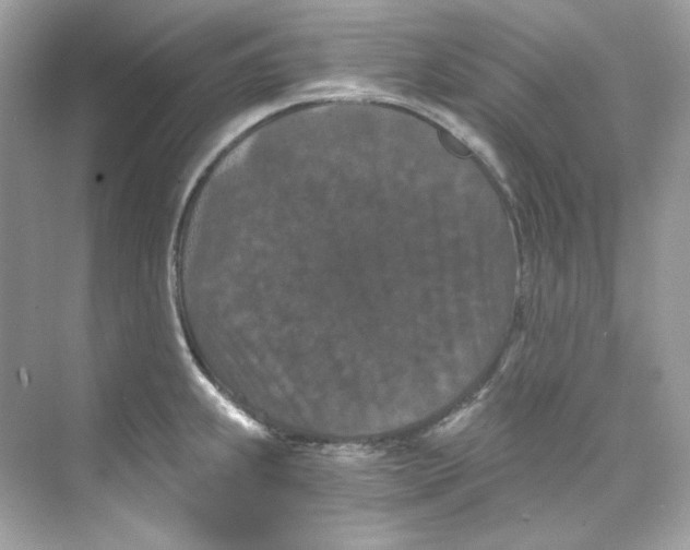 X0000069811239200606091826