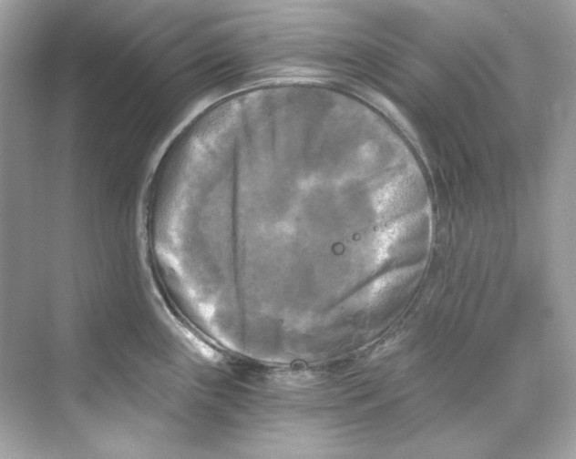 X0000069811243200606091826