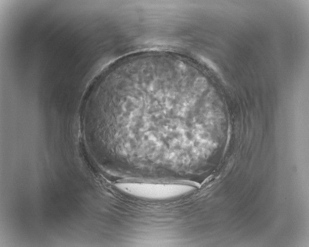 X0000069811267200606091825