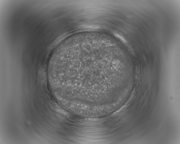 X0000069811354200606091824