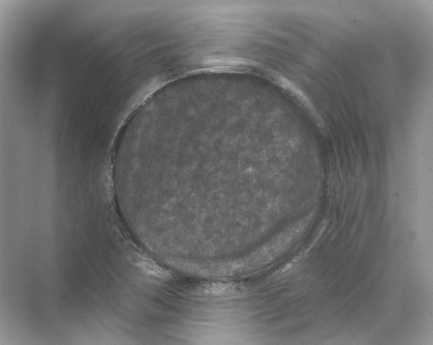 X0000069811362200606091824