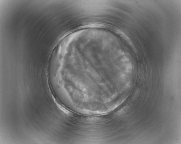 X0000069811425200606091823