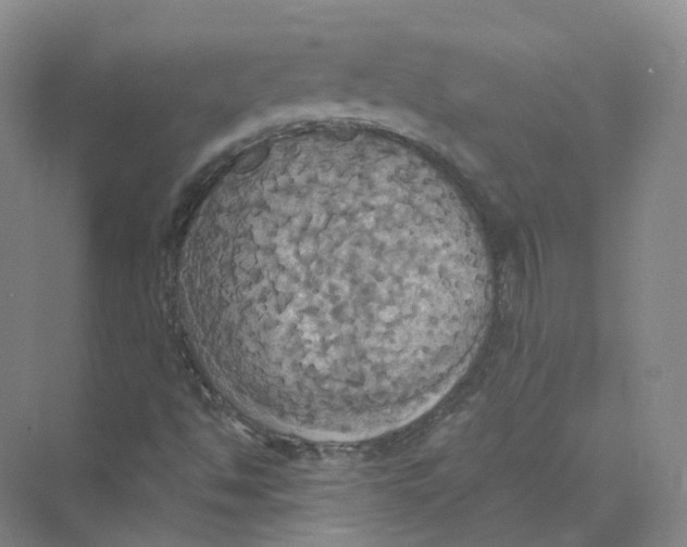 X0000069811494200606091821