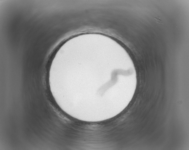 X0000069811502200606091821