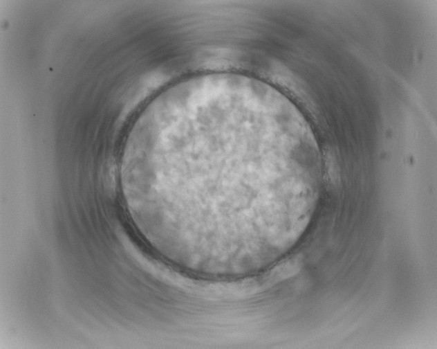 X0000069810016200606161901