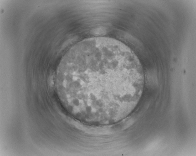 X0000069810032200606161901