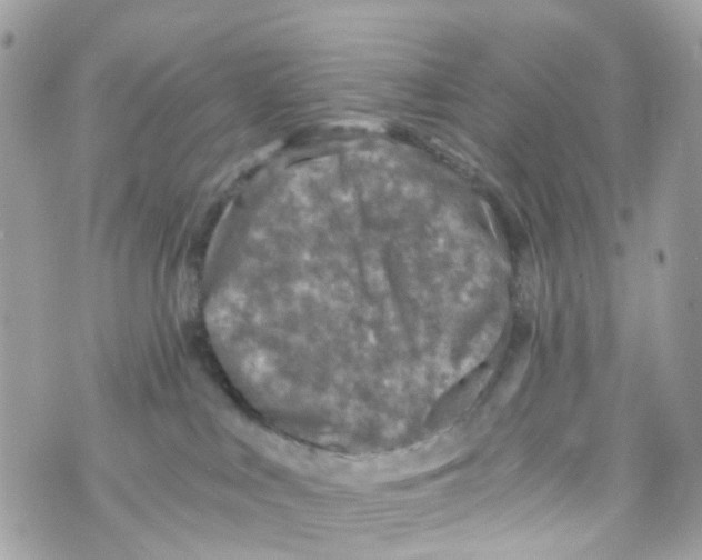 X0000069810043200606161901