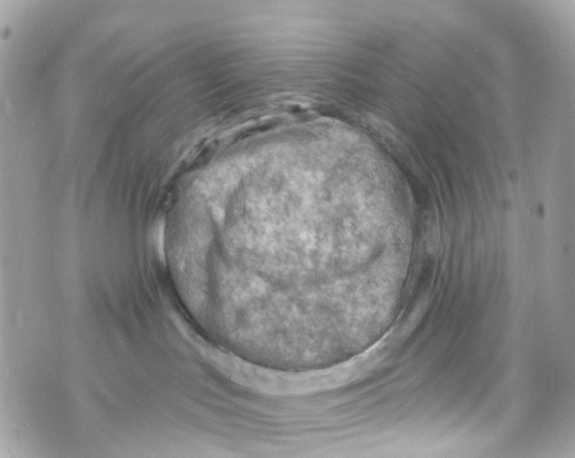 X0000069810047200606161900