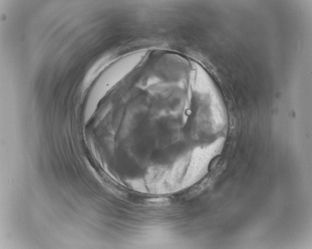 X0000069810053200606161900