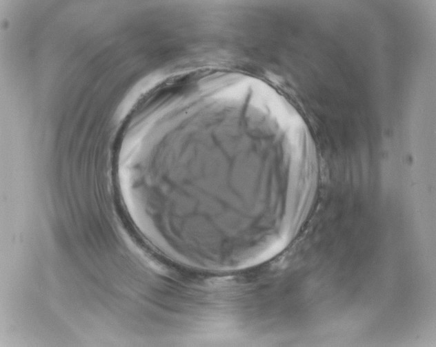 X0000069810054200606161900