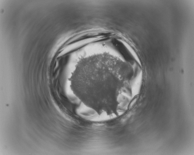 X0000069810055200606161900