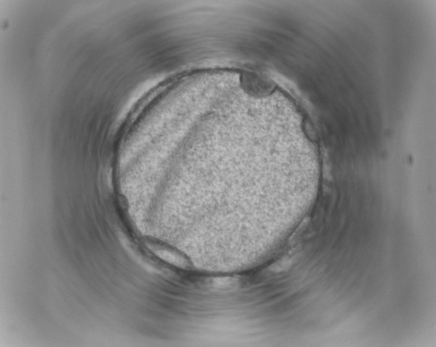 X0000069810060200606161900