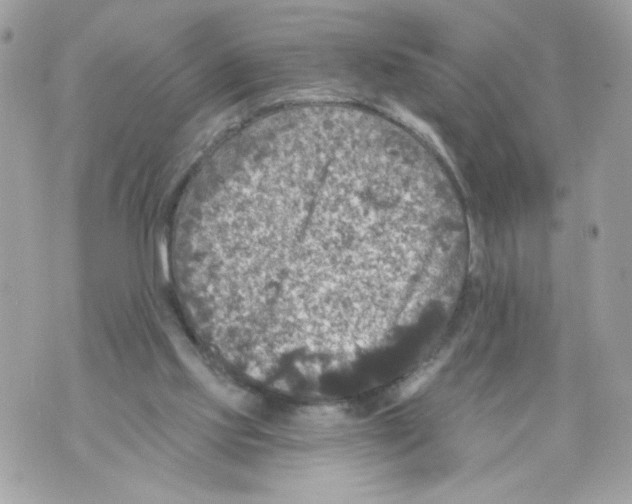 X0000069810061200606161900