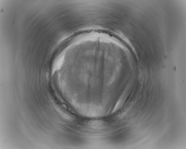 X0000069810063200606161900