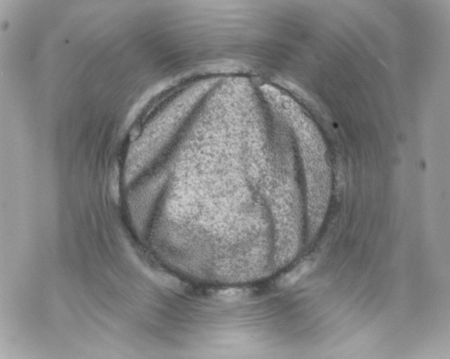 X0000069810064200606161900