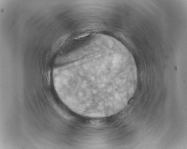 X0000069810070200606161900