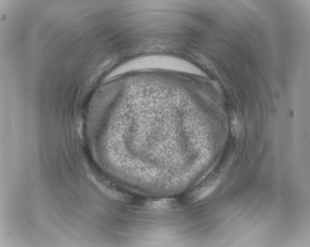 X0000069810072200606161900