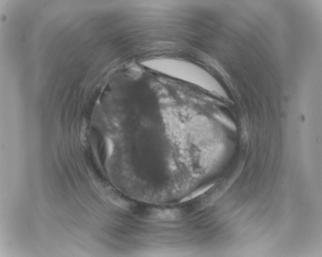 X0000069810073200606161900