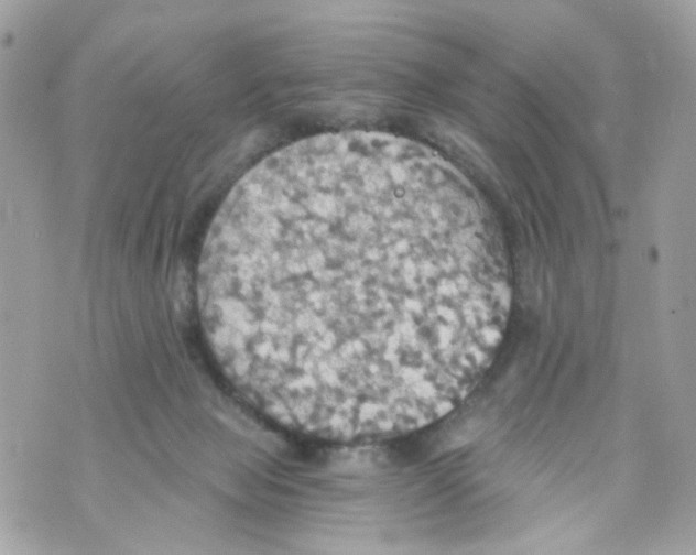 X0000069810077200606161900