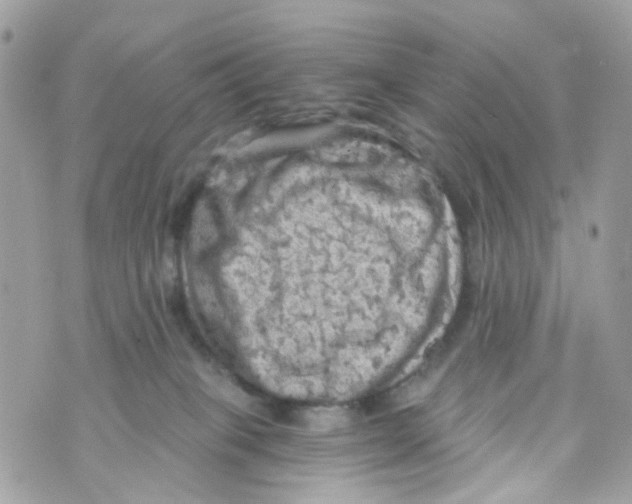 X0000069810085200606161900