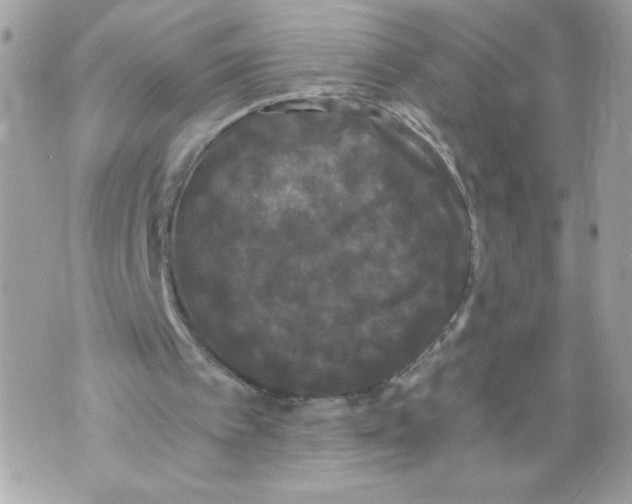 X0000069810097200606161900