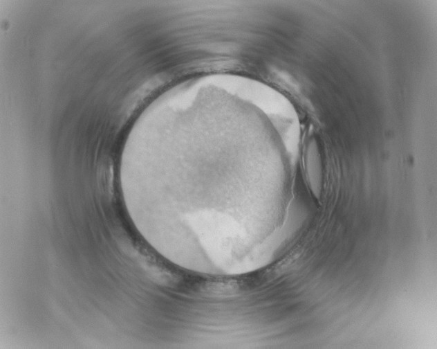 X0000069810110200606161859