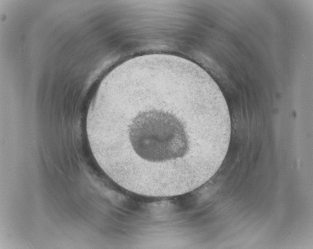 X0000069810112200606161859