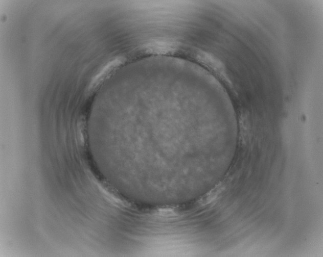 X0000069810114200606161859