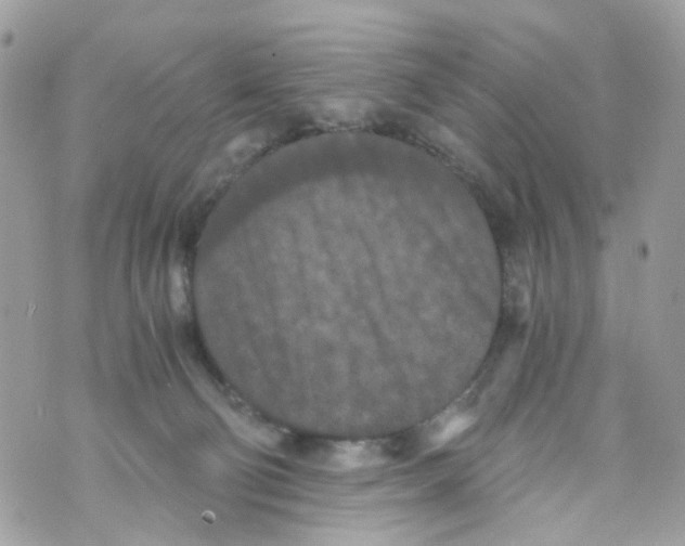 X0000069810130200606161859