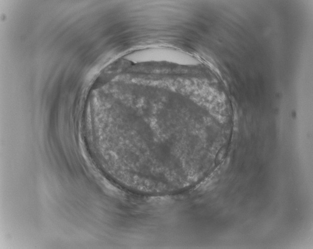 X0000069810145200606161858