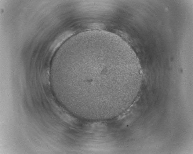 X0000069810146200606161858